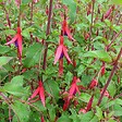 ARBORIX - 6 x Fuchsia de Magellan 'Riccartonii' - Fuchsia 'Riccartonii'  - godet 9cm x 9cm - vignette