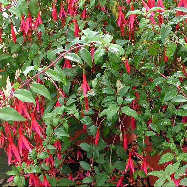 ARBORIX - 6 x Fuchsia de Magellan 'Riccartonii' - Fuchsia 'Riccartonii'  - godet 9cm x 9cm - large