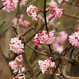 ARBORIX - 2 x Viorne d'hiver 'Charles Lamont' - Viburnum Bodnantense 'Charles Lamont'  - 50-60 cm pot - vignette