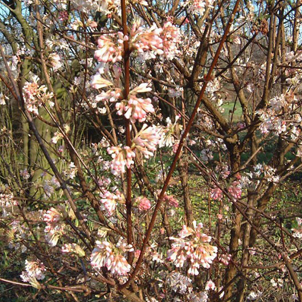 ARBORIX - 2 x Viorne d'hiver 'Charles Lamont' - Viburnum Bodnantense 'Charles Lamont'  - 50-60 cm pot - large