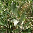 ARBORIX - 2 x Saule rampant - Salix repens  - 50-60 cm pot - vignette