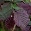 ARBORIX - Noisetier pourpre - Corylus Maxima 'Purpurea'  - 60-80 cm pot - vignette