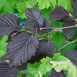 ARBORIX - Noisetier pourpre - Corylus Maxima 'Purpurea'  - 60-80 cm pot - vignette