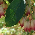 ARBORIX - Andromède campanulée - Enkianthus Campanulatus  - 40-50 cm pot - vignette