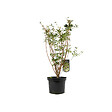 ARBORIX - Andromède campanulée - Enkianthus Campanulatus  - 40-50 cm pot - vignette