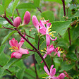 ARBORIX - 2 x Chèvrefeuille de Tartarie - Lonicera tatarica 'Hack's Red'  - 40-60 cm pot - vignette