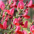 ARBORIX - 2 x Genêt 'Boskoop Ruby' - Cytisus 'Boskoop Ruby'  - 40-60 cm pot - vignette