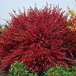 ARBORIX - 2 x Genêt 'Boskoop Ruby' - Cytisus 'Boskoop Ruby'  - 40-60 cm pot - vignette