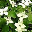ARBORIX - Cornouiller du Japon - Cornus kousa 'Schmetterling'  - 50-60 cm pot - vignette