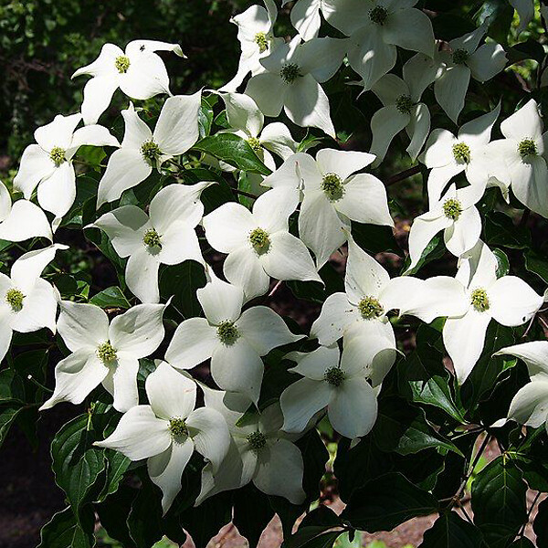ARBORIX - Cornouiller du Japon - Cornus kousa 'Schmetterling'  - 50-60 cm pot - large