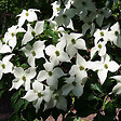ARBORIX - Cornouiller du Japon - Cornus kousa 'Schmetterling'  - 50-60 cm pot - vignette
