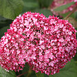ARBORIX - Hortensia de Virginie 'Invincibelle - Hydrangea 'Invincibelle'  - 30-40 cm pot - vignette