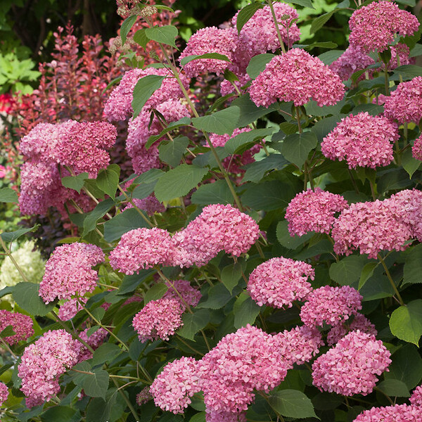 ARBORIX - Hortensia de Virginie 'Invincibelle - Hydrangea 'Invincibelle'  - 30-40 cm pot - large