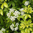 ARBORIX - Oranger du Mexique - Choisya Ternata  - 40-50 cm pot - vignette