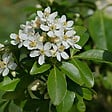 ARBORIX - Oranger du Mexique - Choisya Ternata  - 40-50 cm pot - vignette