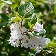ARBORIX - 2 x Viorne obier 'Compactum' - Viburnum Opulus 'Compactum'  - 25-30 cm pot - vignette