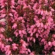 ARBORIX - 2 x Bruyère des neiges Rouge - Erica Carnea Rood  - 10-12 cm pot - vignette