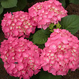 ARBORIX - 2 x Hortensia 'Freudenstein' - Hydrangea macrophylla 'Freudenstein'  - 25-30 cm pot - vignette