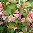 ARBORIX - 2 x Weigela 'Rosea' - Weigela 'Rosea'  - 50-60 cm pot - vignette