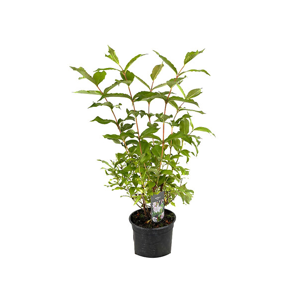 ARBORIX - 2 x Weigela 'Rosea' - Weigela 'Rosea'  - 50-60 cm pot - large