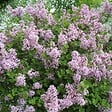 ARBORIX - Lilas de Chine 'Palibin' - Syringa Meyeri 'Palibin'  - 40-60 cm pot - vignette