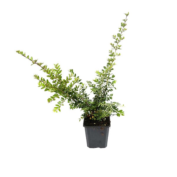 ARBORIX - 2 x Chèvrefeuille à feuilles de buis 'Elegant' - Lonicera nitida 'Elegant'  - 25-30 cm pot - large
