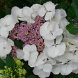 ARBORIX - 2 x Hortensia 'Libelle' - Hydrangea macrophylla 'Libelle'  - 25-30 cm pot - vignette