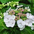 ARBORIX - 2 x Hortensia 'Libelle' - Hydrangea macrophylla 'Libelle'  - 25-30 cm pot - vignette