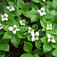 ARBORIX - 6 x Cornouiller du Canada - Cornus Canadensis  - godet 9cm x 9cm - vignette