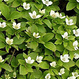 ARBORIX - 6 x Cornouiller du Canada - Cornus Canadensis  - godet 9cm x 9cm - vignette