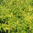 ARBORIX - 2 x Troène de Californie 'Lemon Lime' - Ligustrum ovalifolium 'Lemon And Lime'  - 25-30 cm pot - vignette