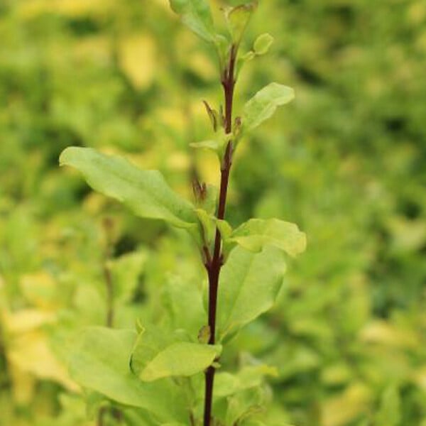 ARBORIX - 2 x Troène de Californie 'Lemon Lime' - Ligustrum ovalifolium 'Lemon And Lime'  - 25-30 cm pot - large