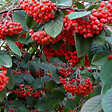 ARBORIX - 2 x Cotonéaster laiteaux - Cotoneaster Lacteus  - 40-60 cm pot - vignette