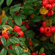ARBORIX - 2 x Cotonéaster laiteaux - Cotoneaster Lacteus  - 40-60 cm pot - vignette