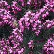 ARBORIX - 2 x Bruyère des neiges Rouge - Erica Darleyensis Rood  - 10-12 cm pot - vignette