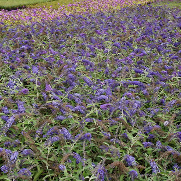 ARBORIX - 2 x Arbre aux papillons - Buddleja davidii 'Adonis Blue'  - 30-40 cm pot - large