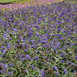 ARBORIX - 2 x Arbre aux papillons - Buddleja davidii 'Adonis Blue'  - 30-40 cm pot - vignette