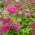 ARBORIX - 2 x Spirée Japonaise 'Antony Waterer' - Spiraea Japonica 'Anthony Waterer'  - 25-30 cm pot - vignette