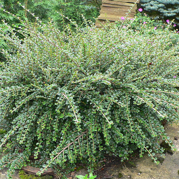 ARBORIX - Cotonéaster rampant - Cotoneaster Horizontalis  - 50-60 cm pot - large