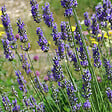 ARBORIX - 6 x Lavandin 'Grosso' - Lavandula Intermedia 'Grosso'  - godet 9cm x 9cm - vignette