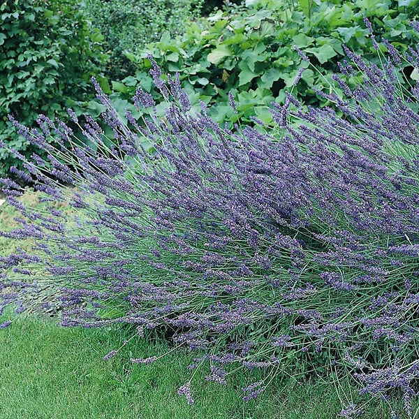 ARBORIX - 6 x Lavandin 'Grosso' - Lavandula Intermedia 'Grosso'  - godet 9cm x 9cm - large