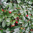 ARBORIX - 6 x Cotonéaster de Dammer - Cotoneaster Dammeri  - godet 9cm x 9cm - vignette