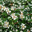 ARBORIX - 6 x Cotonéaster de Dammer - Cotoneaster Dammeri  - godet 9cm x 9cm - vignette
