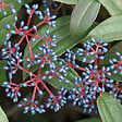 ARBORIX - Viorne de David - Viburnum Davidii  - 40-50 cm pot - vignette