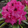 ARBORIX - Rhododendron 'Marie Forte' - Rhododendron 'Marie Forte'  - 40-50 cm pot - vignette