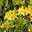 ARBORIX - Azalée caduque mollis jaune - Azalea Mollis Geel  - 60-80 cm pot - vignette