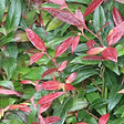 ARBORIX - Leucothoe fontanesiana (= 'Zeblid') - Leucothoe Scarletta (= 'Zeblid')  - 50-60 cm pot - vignette