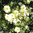 ARBORIX - 2 x Potentille arbustive - Potentilla fruticosa 'Tilford Cream'  - 25-30 cm pot - vignette