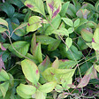 ARBORIX - Bambou sacré 'Firepower' - Nandina Domestica 'Firepower'  - 40-50 cm pot - vignette