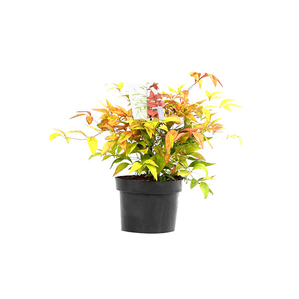 ARBORIX - Bambou sacré 'Firepower' - Nandina Domestica 'Firepower'  - 40-50 cm pot - large